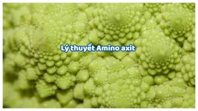 Lý thuyết amino axit chi tiết dễ hiểu 12