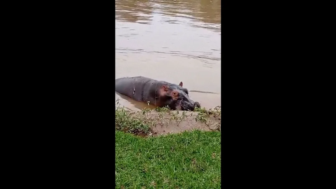 Anthrax Outbreak Kills Dozens of Hippos in Virunga National Park