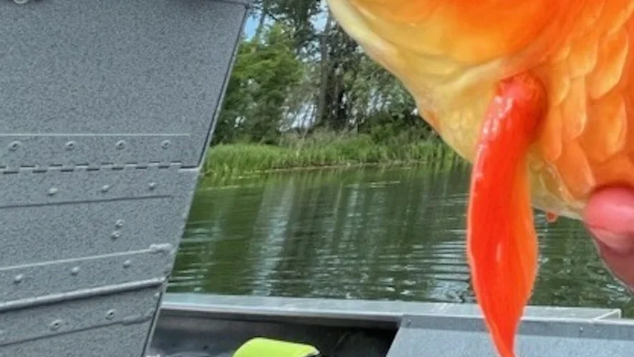 Could a Tiny Fish Ignite a Water War in California?