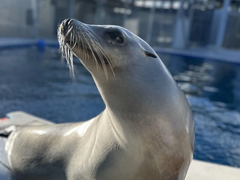 Could a Sea Lion Outgroove You? The Astonishing Rhythm of Ronan