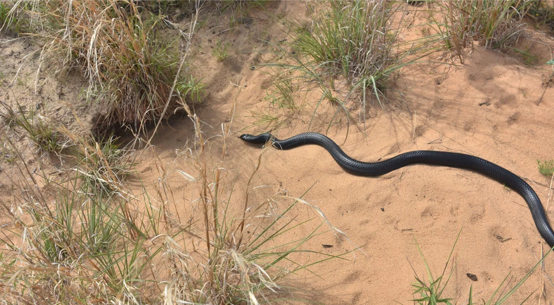 Unleashing Florida’s Hidden Giants: The Thrilling Return of a Vanishing Predator
