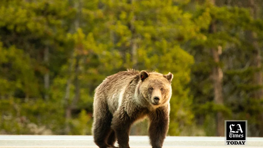 Could California’s Grizzlies Return from Extinction?