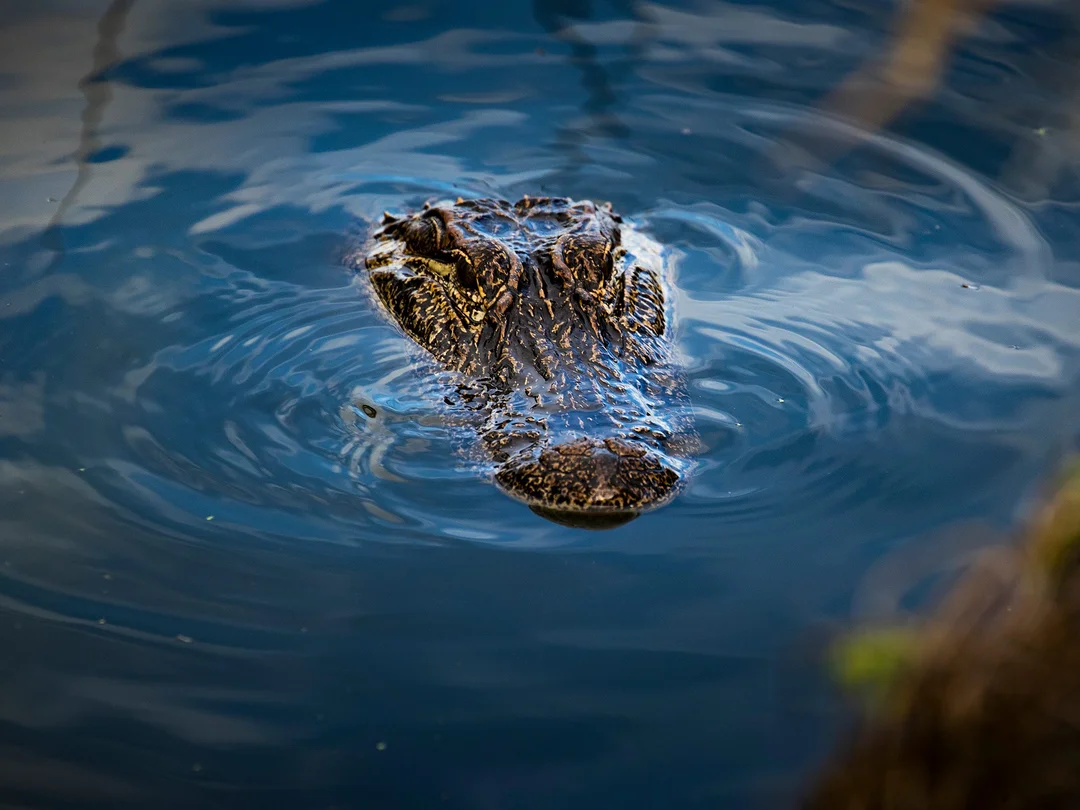 What Lurks Beneath: A Deadly Encounter on Florida’s Waters?