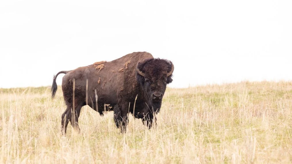 What Lurks in Yellowstone’s Wild: A Tourist’s Costly Encounter