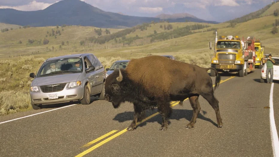 What Happens When Tourists Get Too Close to Yellowstone’s Mighty Bison?