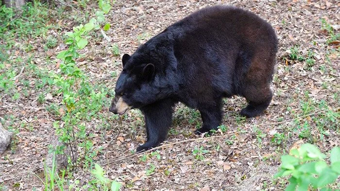What Really Happened in Florida’s Shocking Bear Encounter?