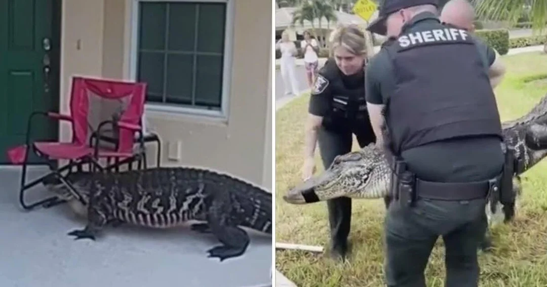 When Wild Alligators Turn Neighborhoods into Adventure Zones: What Really Happened?
