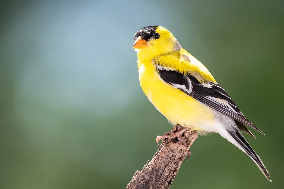 What’s Really Behind the Explosive Bird Deaths in a Quiet California Town?