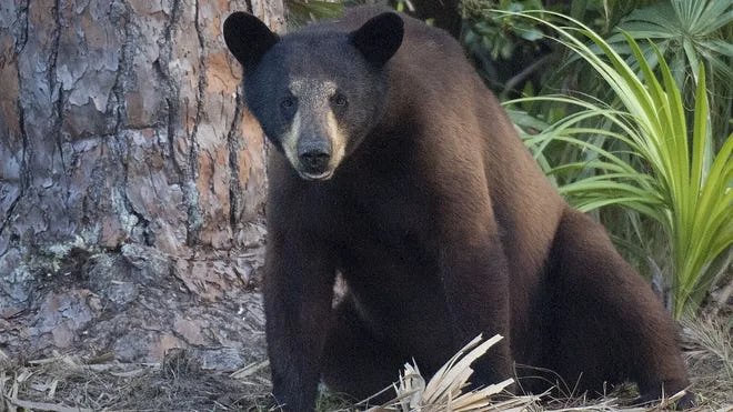 Could Florida’s Black Bears Soon Be in the Crosshairs Again?