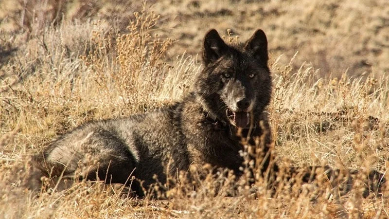 Can Technology Tame the Wild? California’s Bold Move to Track Gray Wolves