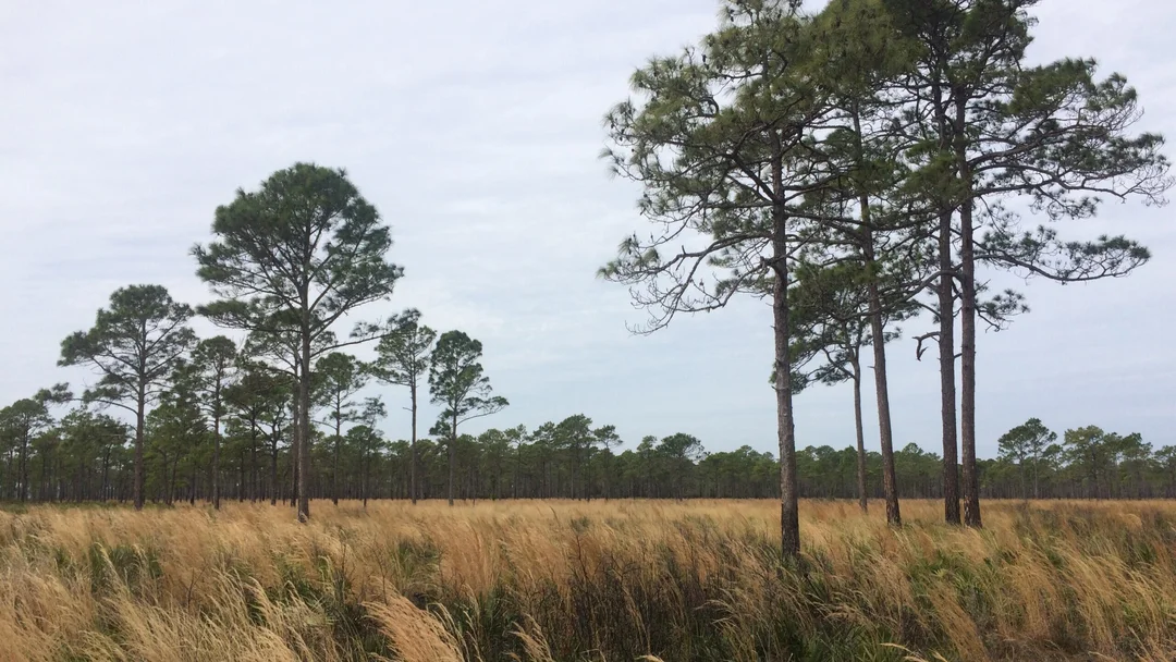Florida’s Hidden Land Grab: Can Public Fury Protect Our Wild Spaces?