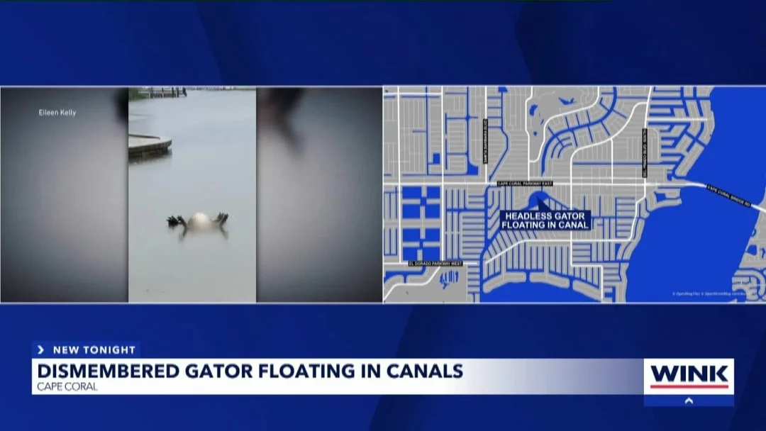 What Lurks in Florida’s Waters? The Eerie Discovery of a Headless Alligator