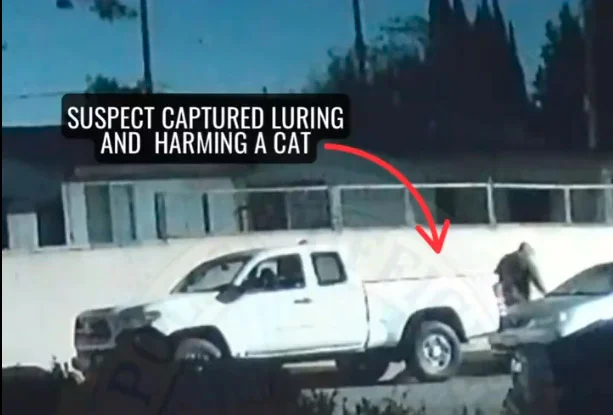 Who Is the ‘Serial Cat Killer’ Stalking Southern California Suburbs?